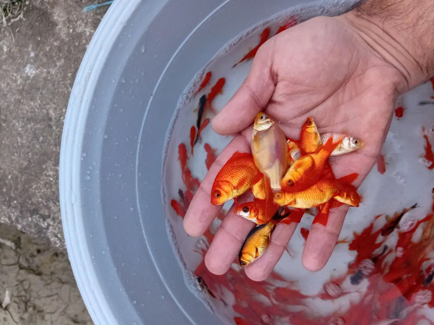 قرمز ماهی|ماهی|رشت, یخسازی|دیوار