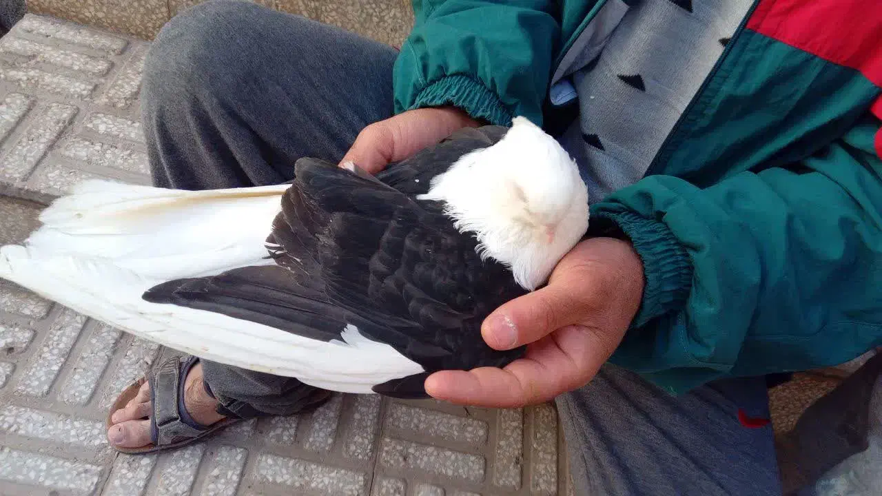 دوبالی کاکل و نوک کوتاه|پرنده|خاوران, |دیوار