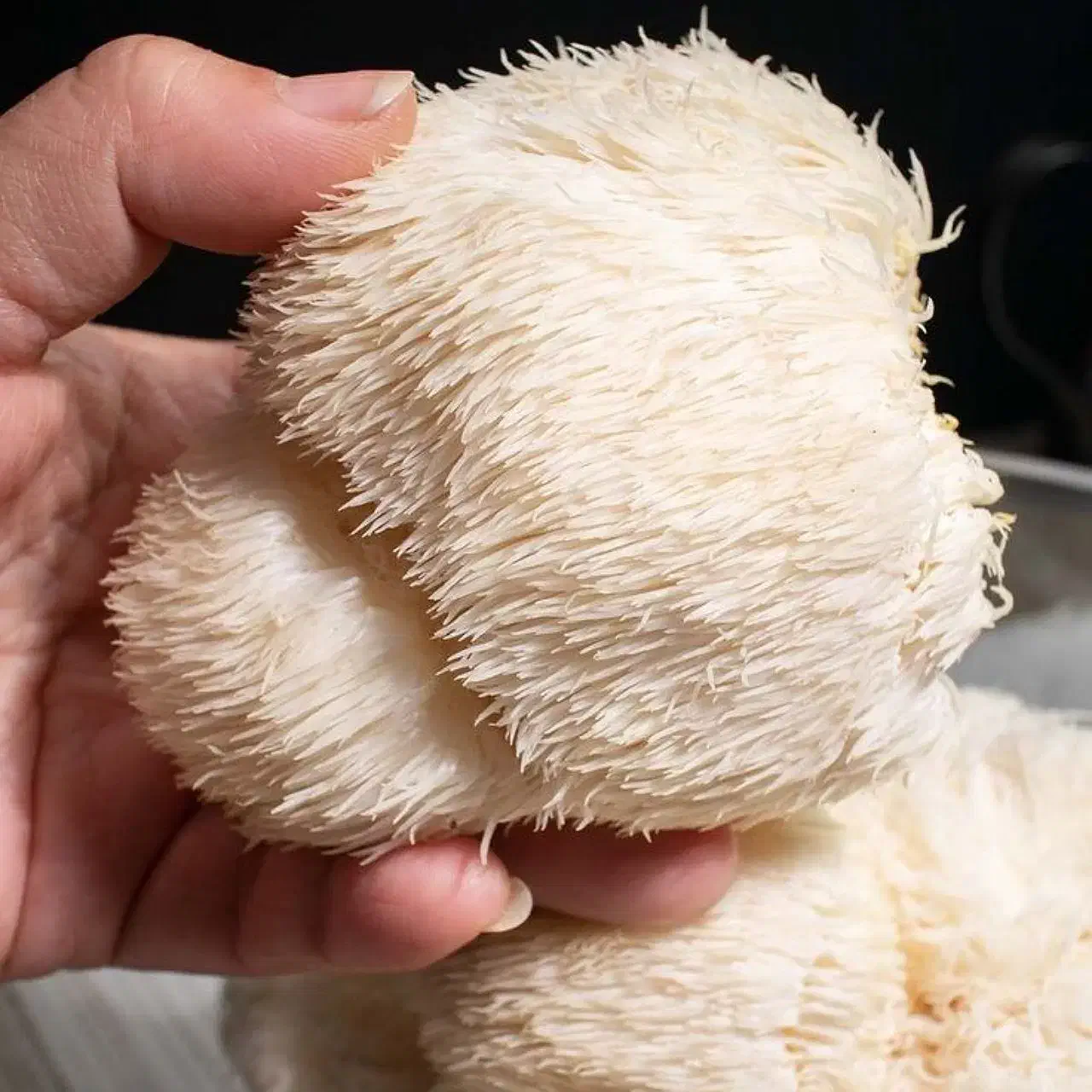 قارچ های دارویی و خوراکی|خوردنی و آشامیدنی|تهران, پیکان شهر|دیوار