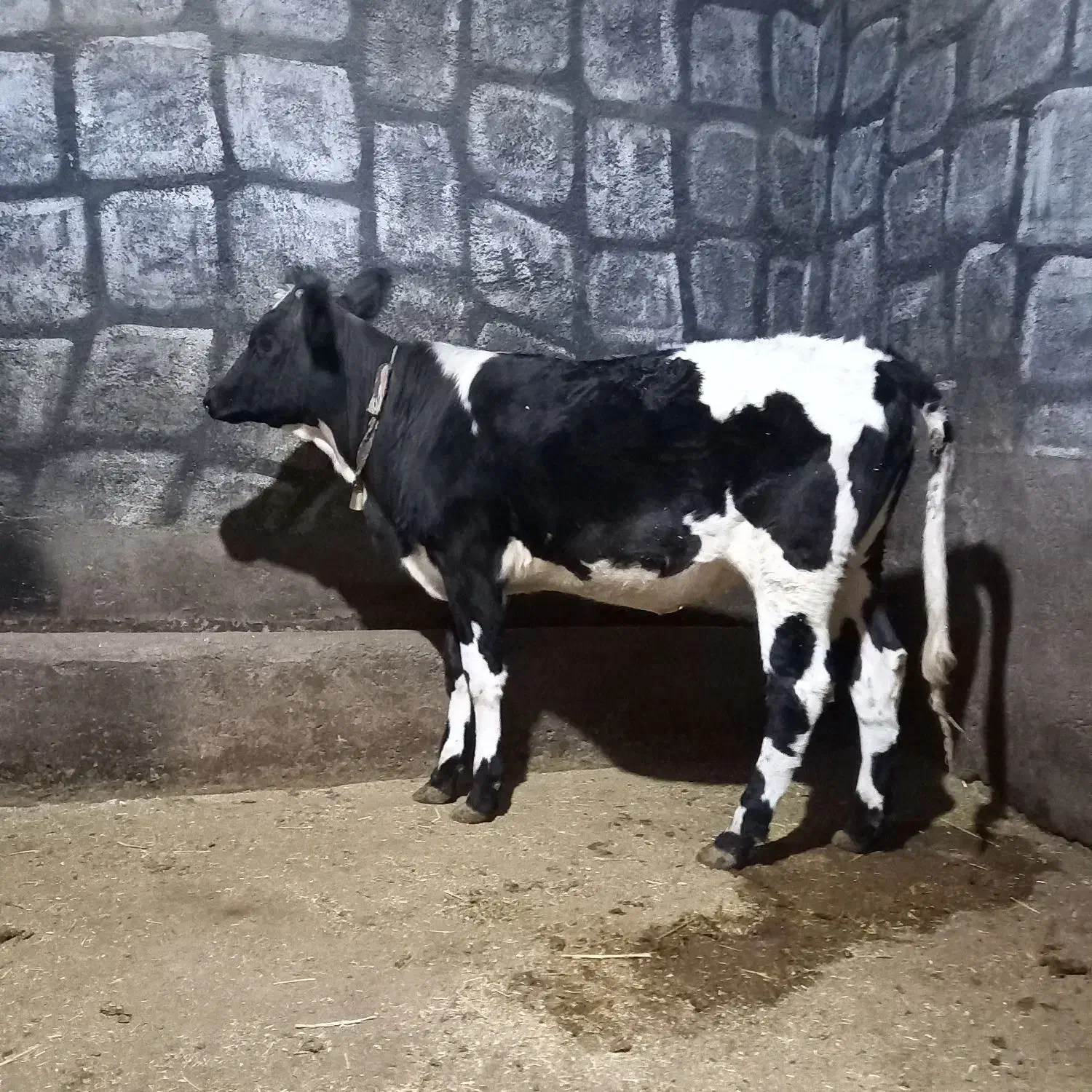 گوساله ماده هلشتاین|حیوانات مزرعه|فارسان, |دیوار