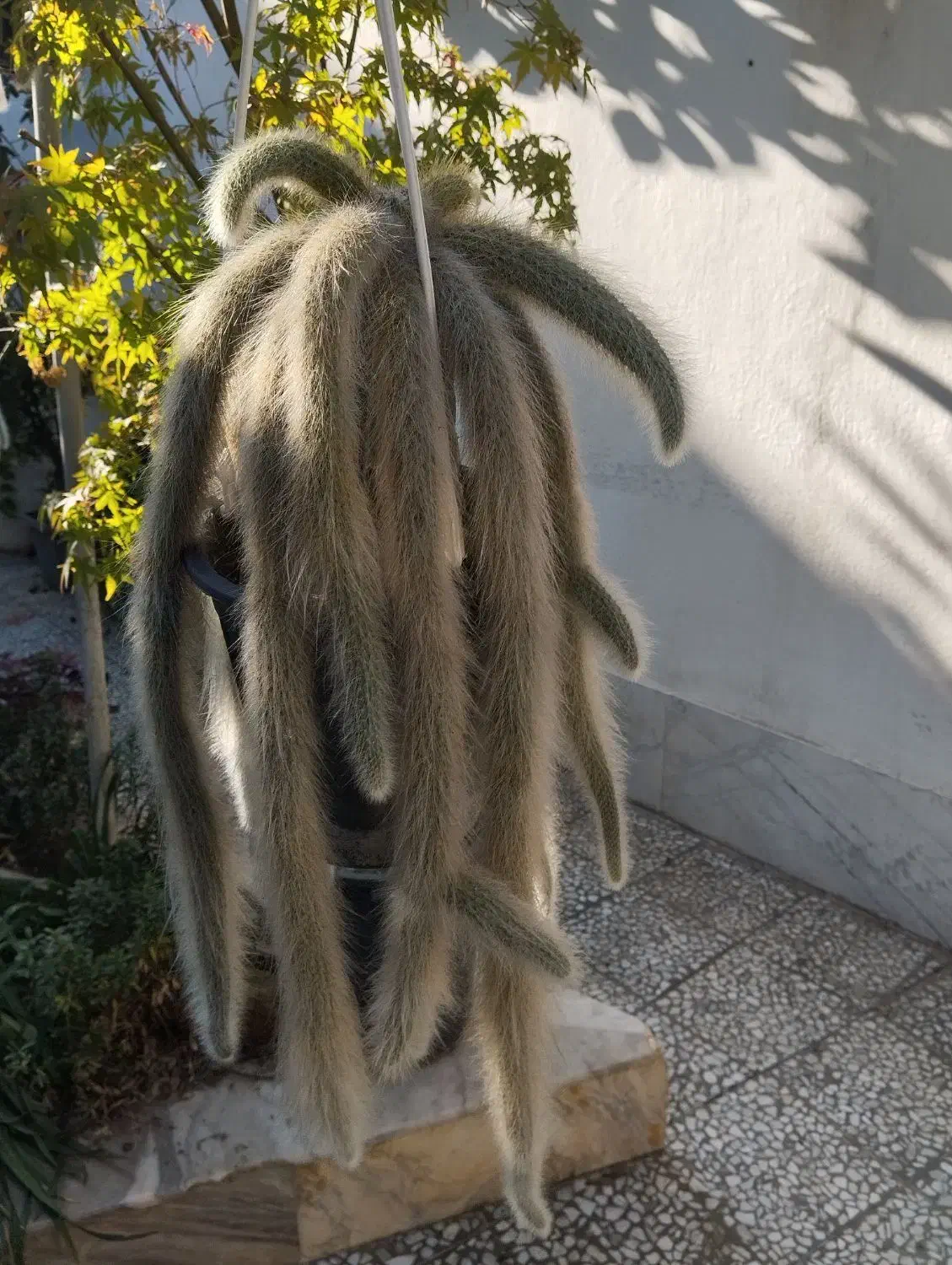 کاکتوس پیوندی کلکسیونی|گل و گیاه طبیعی|سرخرود, |دیوار