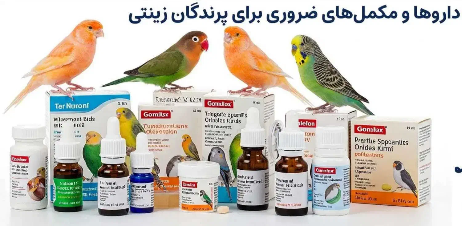 اصلاح بال پرندگان در منزل و خدمات دان و دارو|خدمات پیشه و مهارت|گنبد کاووس, |دیوار