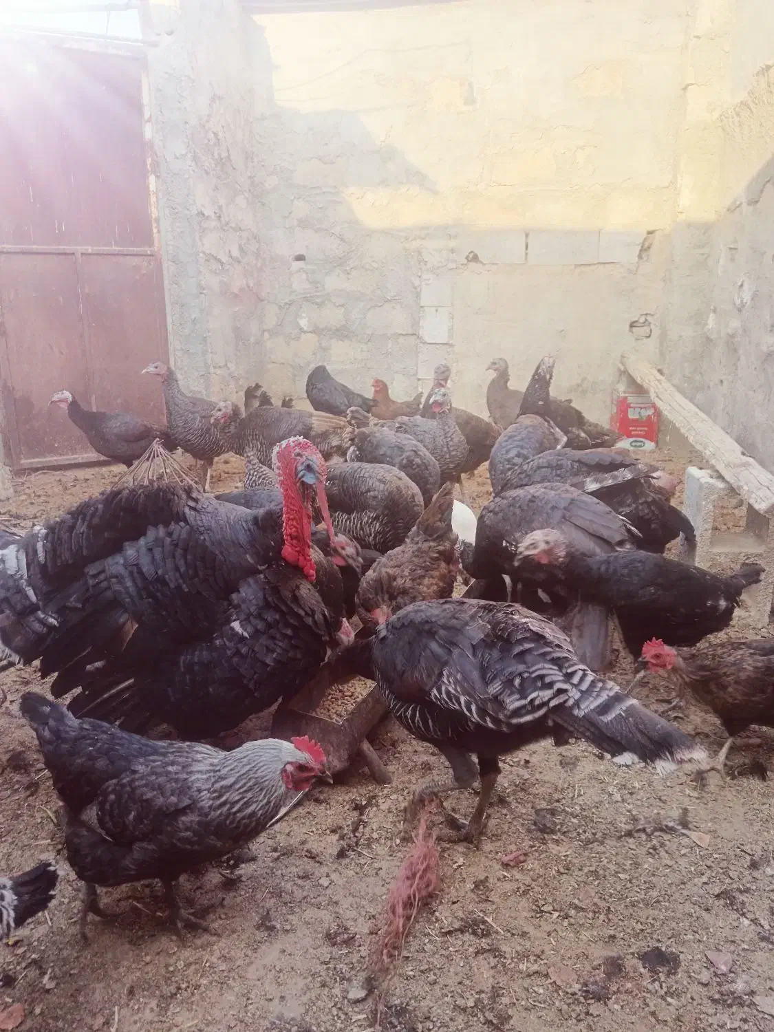 تخم بوقلمون نتفه دار|حیوانات مزرعه|نجفآباد, جلال آباد|دیوار