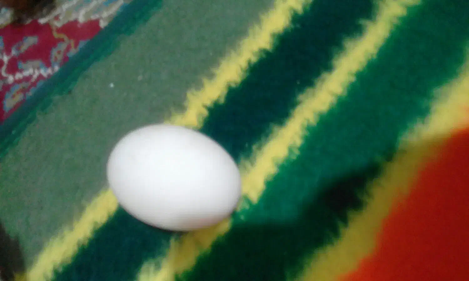 تخم مرغ اردک|حراج|خاش, |دیوار