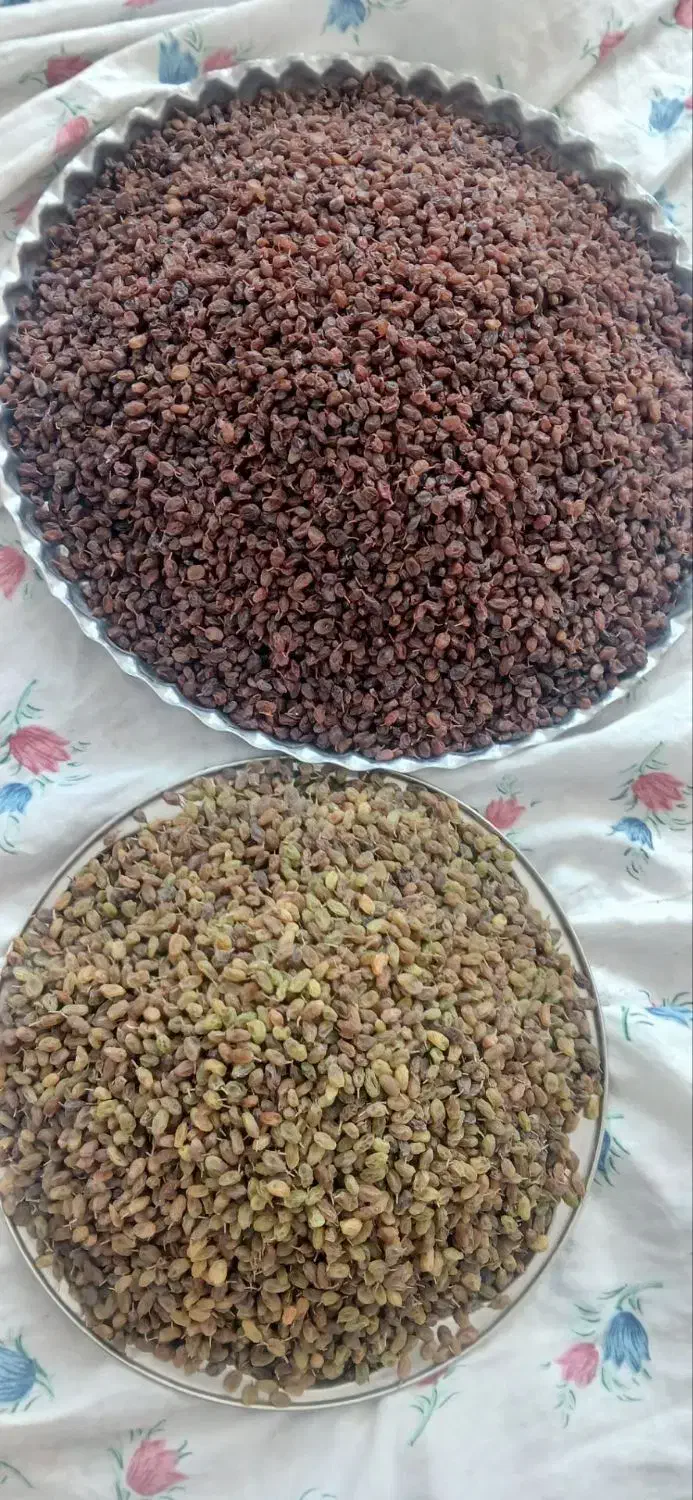 کشمش سبز ۴۵۰ وپلویی ۳۵۰ .کاملا ارگانیک.|خوردنی و آشامیدنی|تفرش, |دیوار