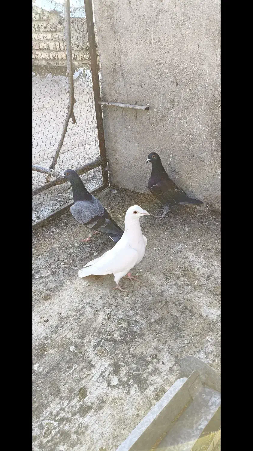 سینه سفیدگورهی‌پلاکی|پرنده|مبارکه, |دیوار