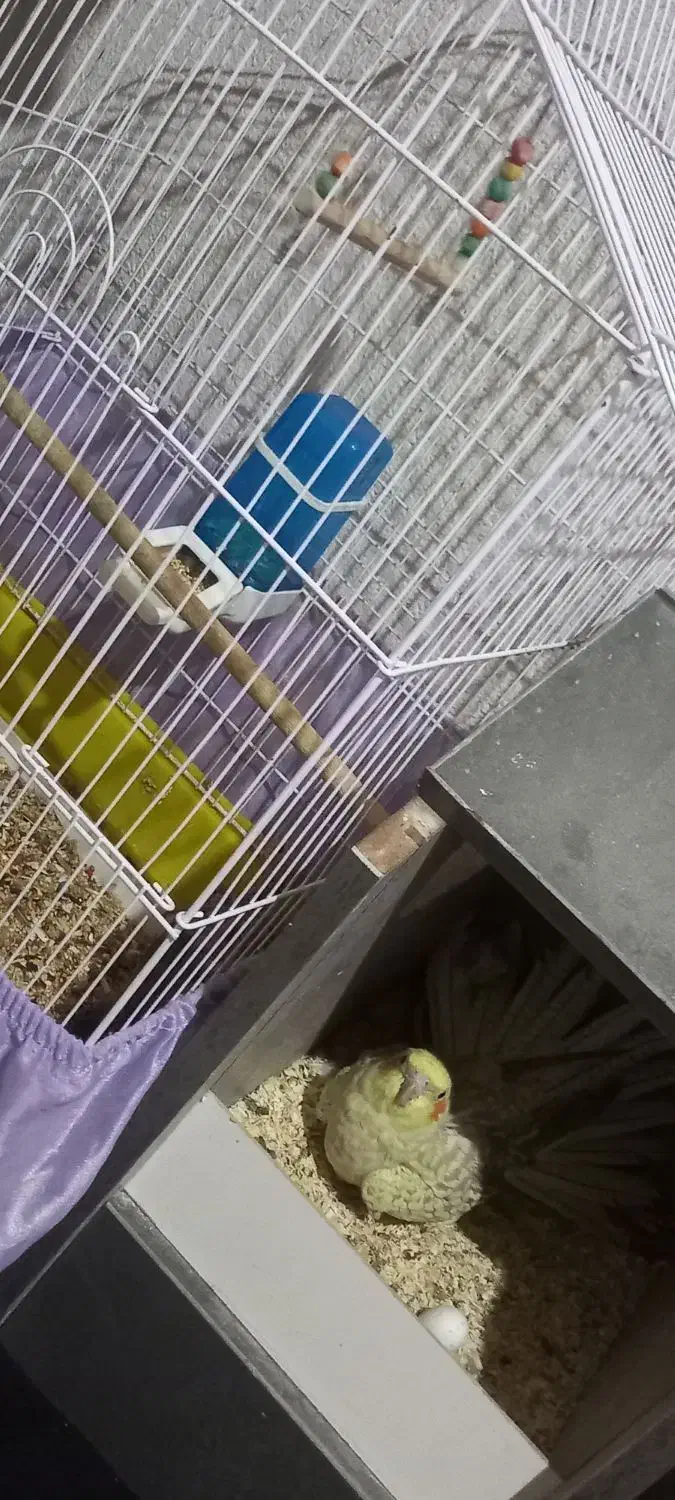 عروس هلندی|پرنده|فردیس, شهرک وحدت|دیوار