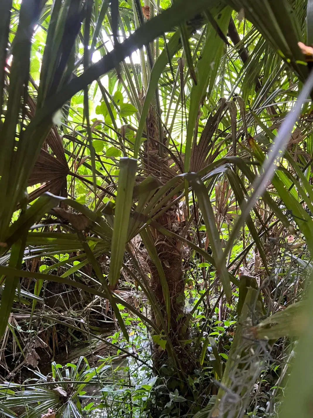 فروش درختان نخل بادبزنی محدوده رضوانشهر|گل و گیاه طبیعی|ضیابر, |دیوار