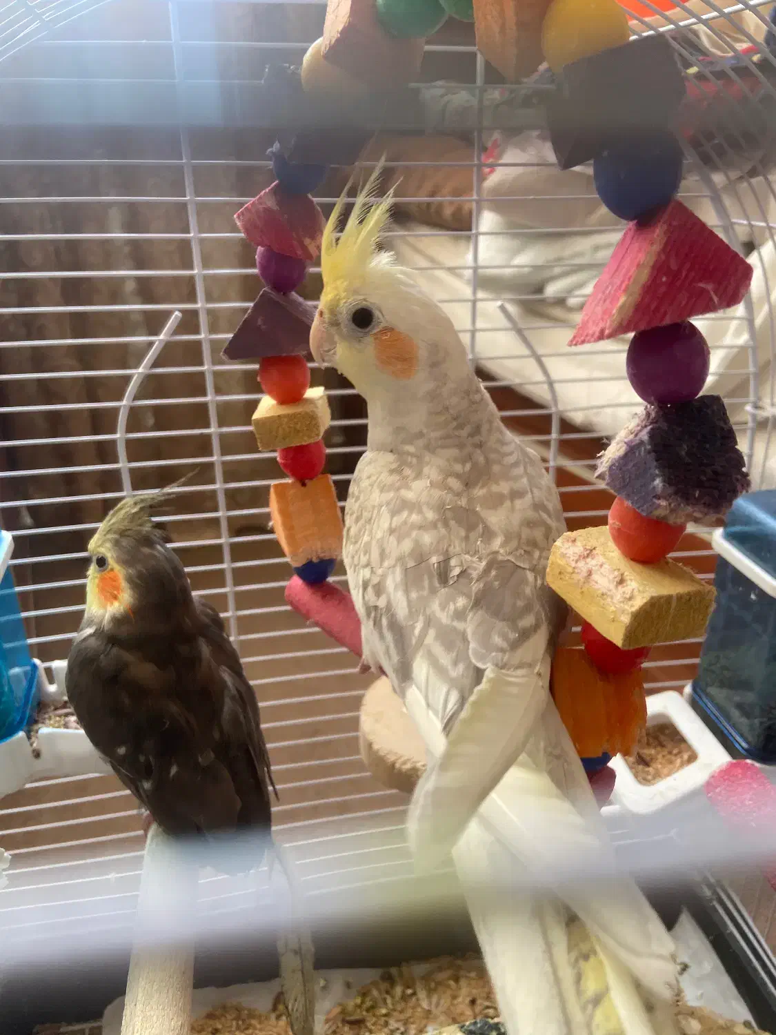 پرنده عروس هلندی|پرنده|تهران, تهرانپارس شرقی|دیوار