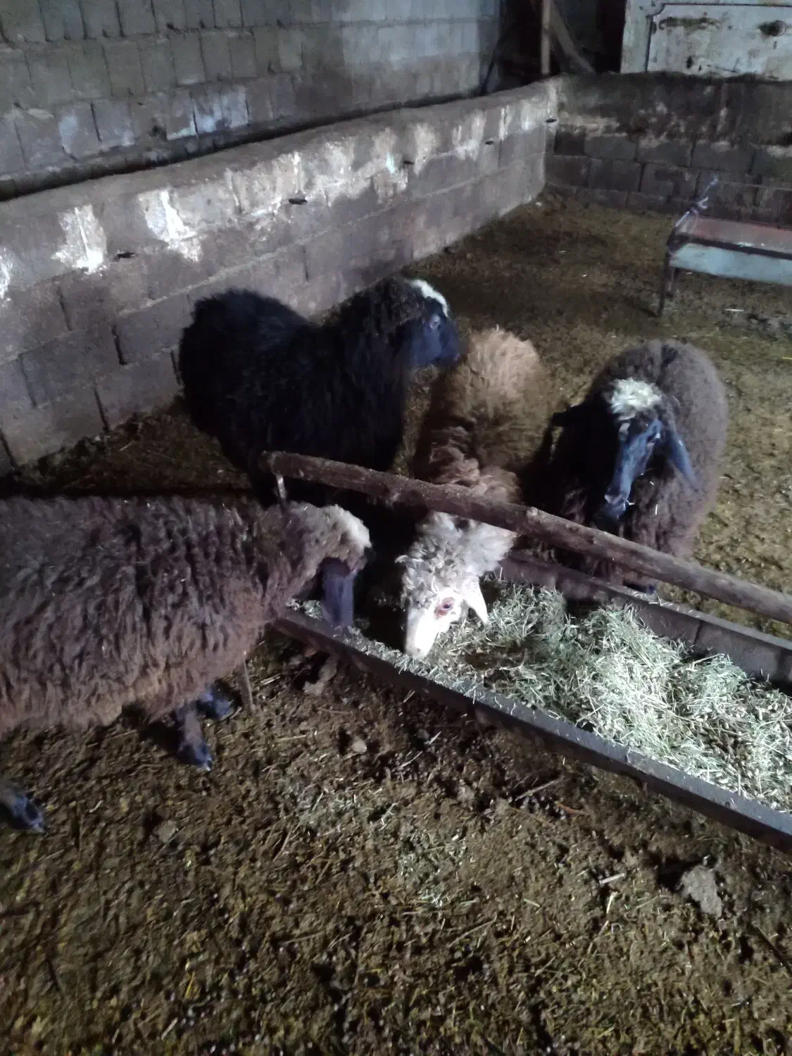 بره ماده|حیوانات مزرعه|سیلوانه, |دیوار