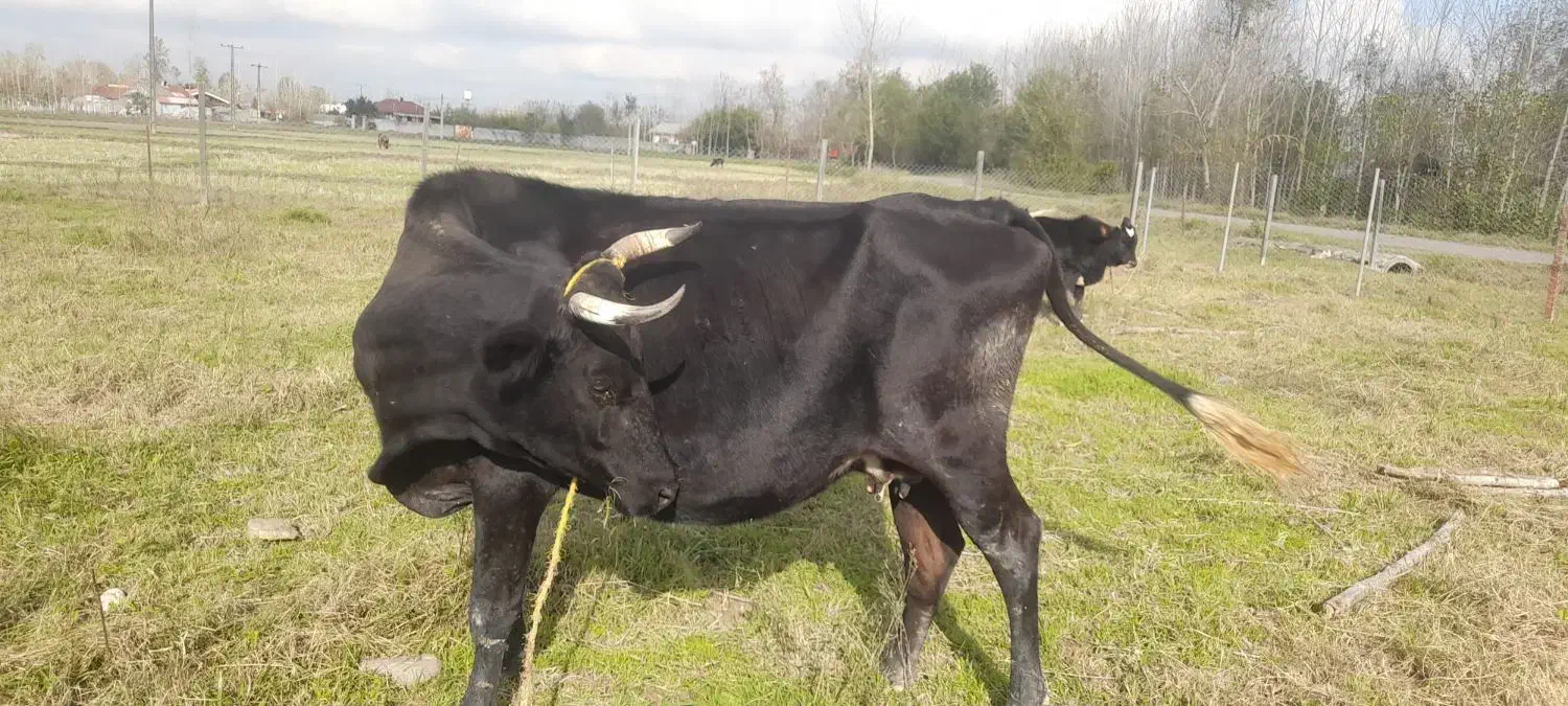 گاو چالوسی  دورگ حامله|حیوانات مزرعه|سنگر, |دیوار