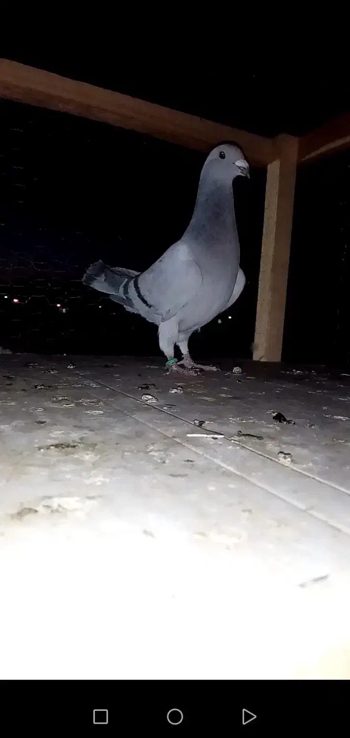 کبوتر پاکستانی|پرنده|تربت‌حیدریه, حاجی یار‎|دیوار