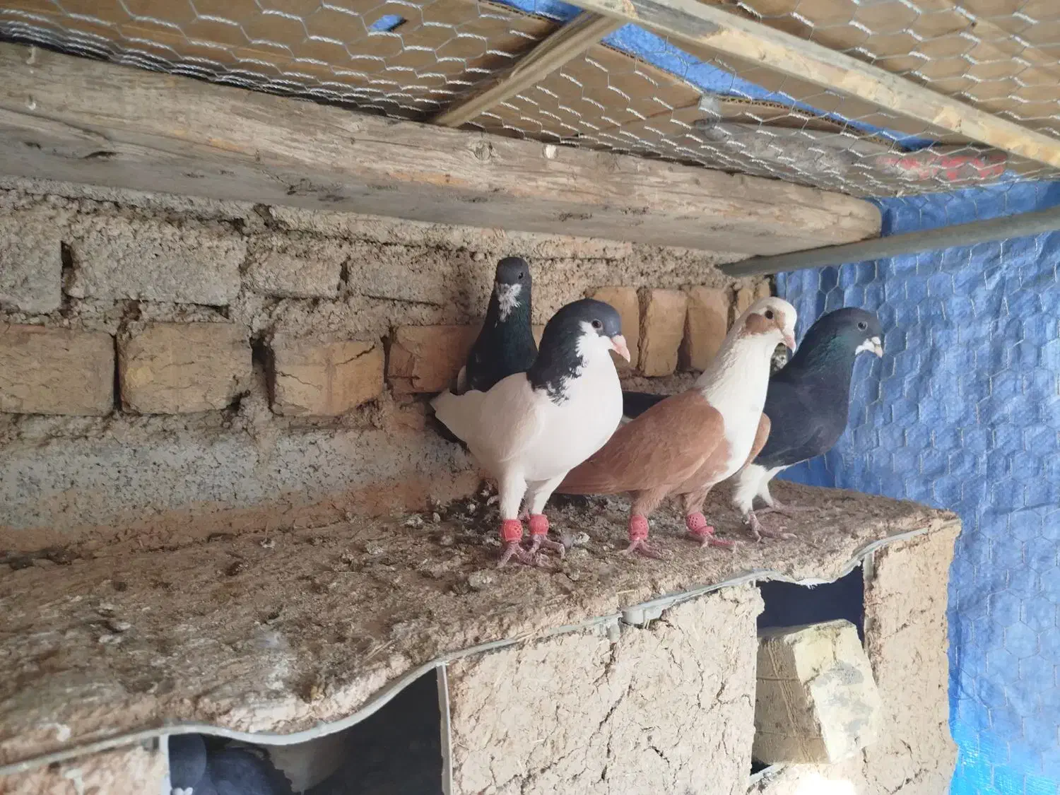 شهری بهبهانی|پرنده|برازجان, |دیوار