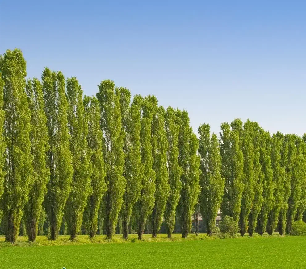 فروش نهال قلمه تبریزی|خدمات باغبانی و درختکاری|بوکان, |دیوار