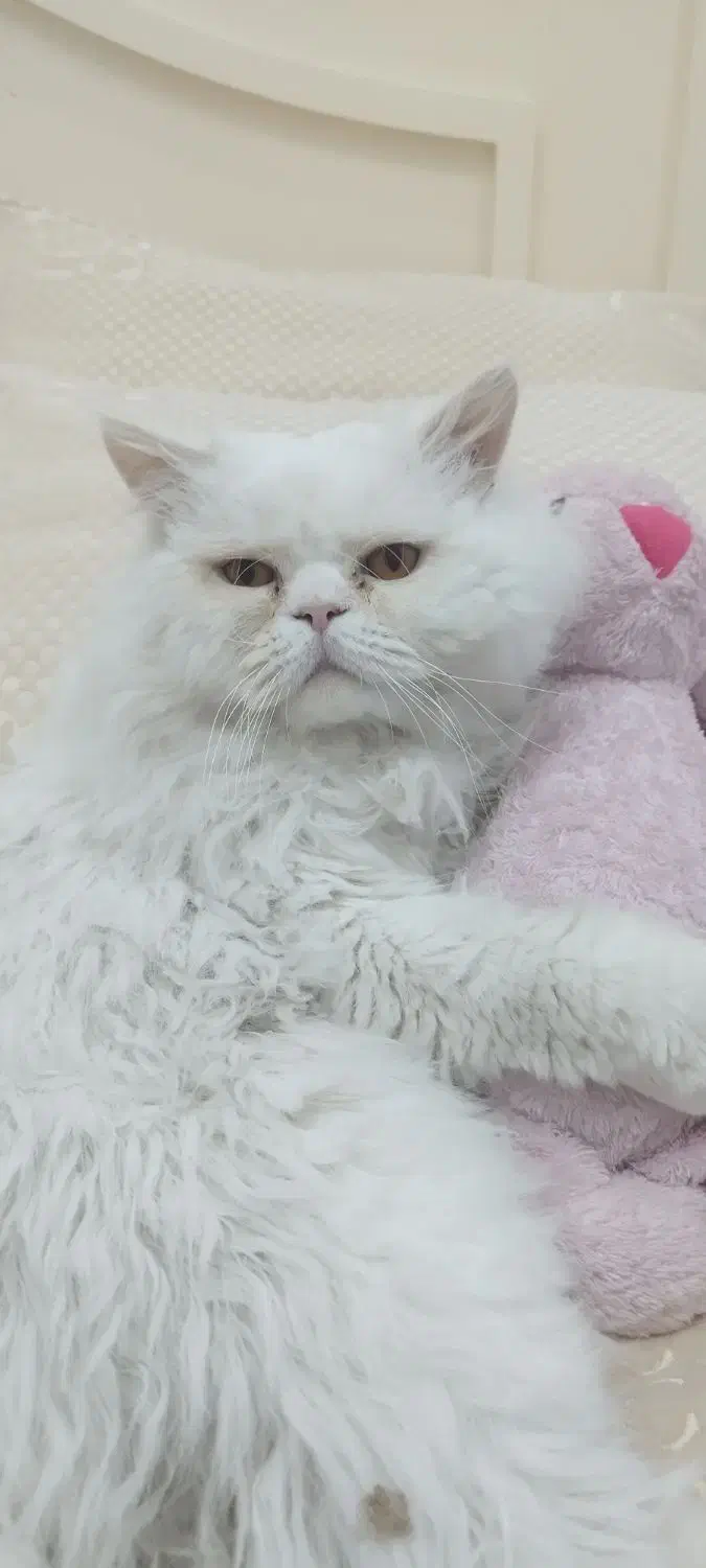 گربه پرشین|گربه|رفسنجان, |دیوار