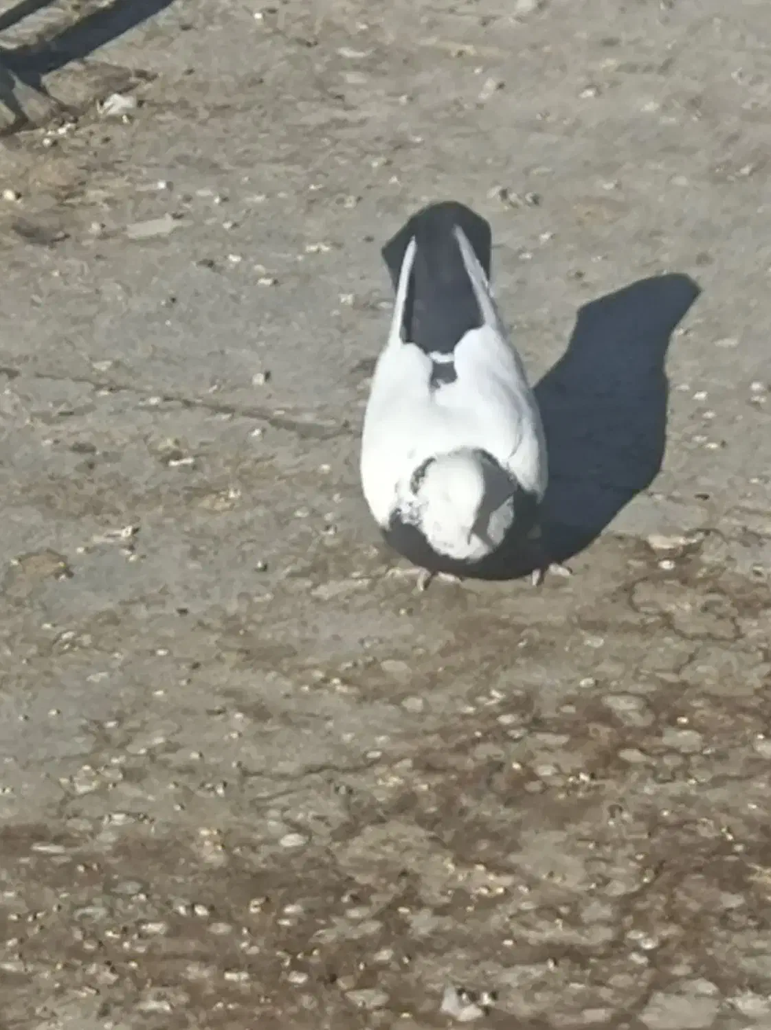 کبوترنقشی|پرنده|اصفهان, قلعه جوم|دیوار