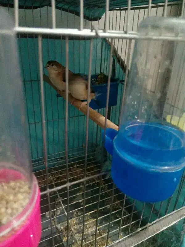 فنچ نوک نقره ای|پرنده|تهران, ستارخان|دیوار