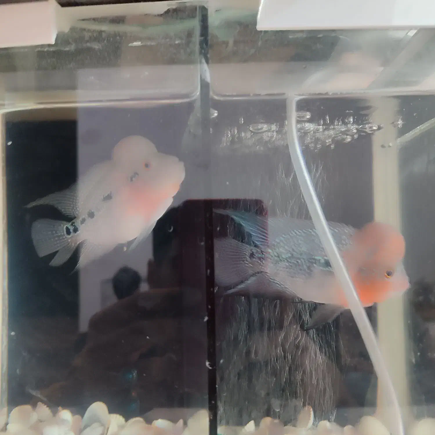 فلاور بهترین نژاد|ماهی|تربت جام, شهید نصرالهی|دیوار