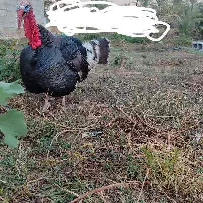 بوقلمون نر و ماده بزرگ سنگین وزن و چاق|حیوانات مزرعه|بهبهان, |دیوار