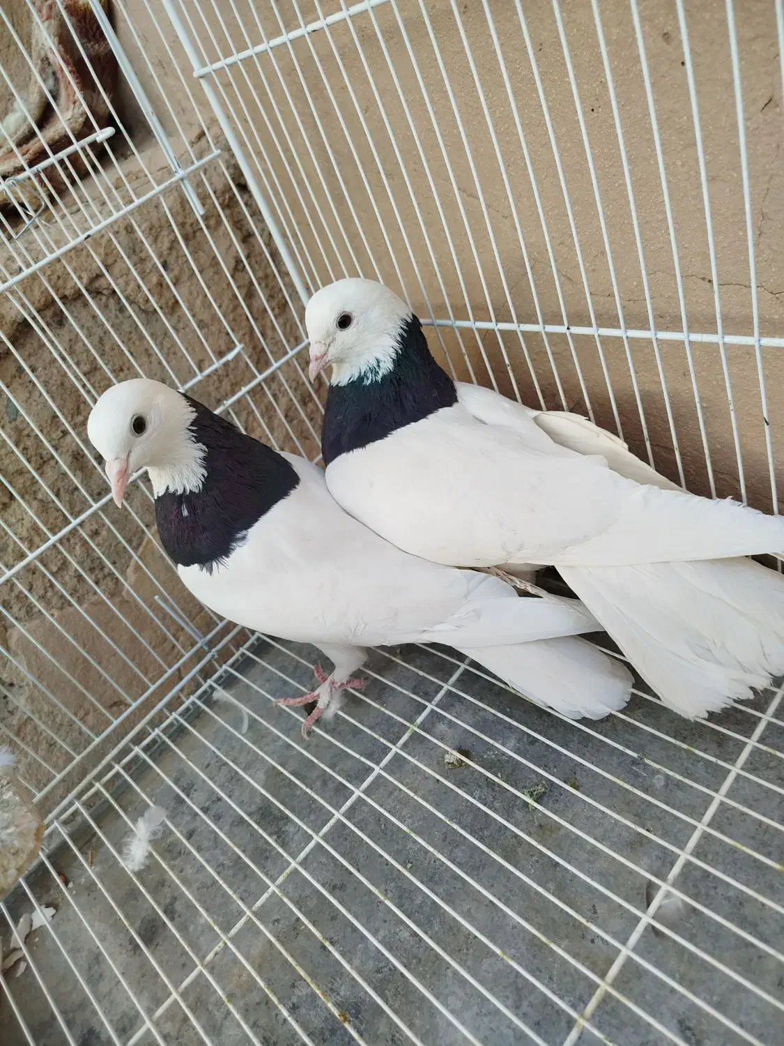 کفتر رنگه|پرنده|درمیان, |دیوار