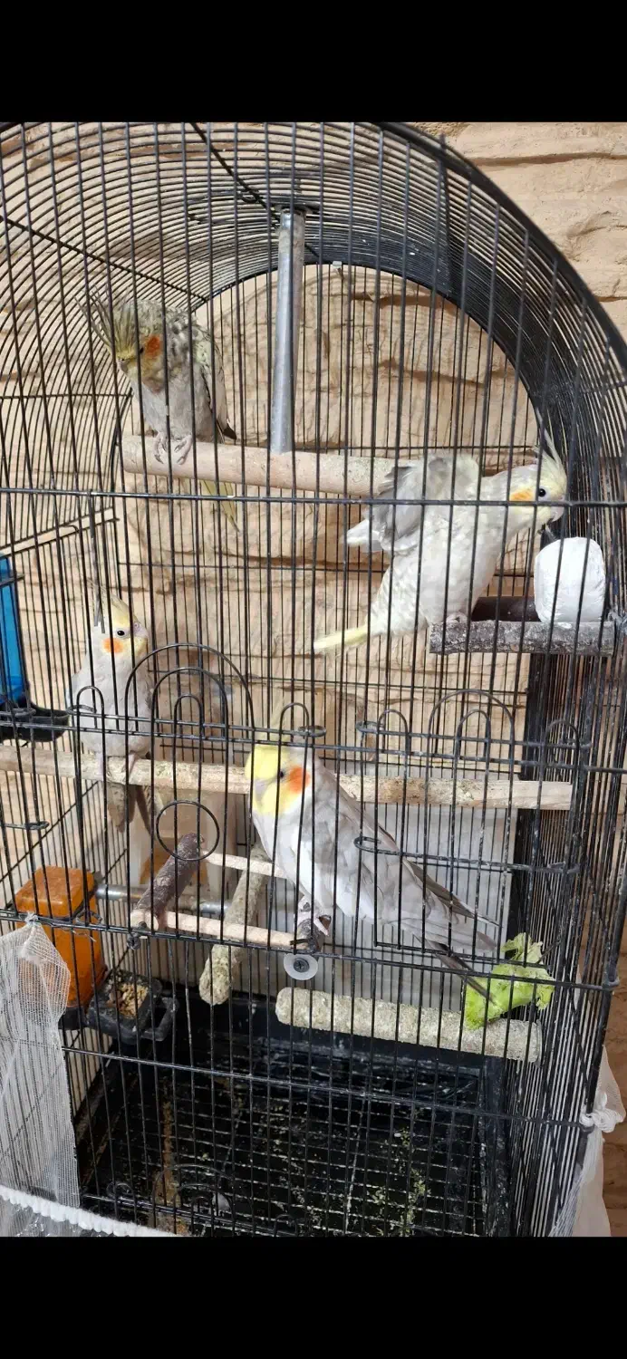 عروس هلندی تخم گذار|پرنده|تهران, سبلان (لشگر)|دیوار