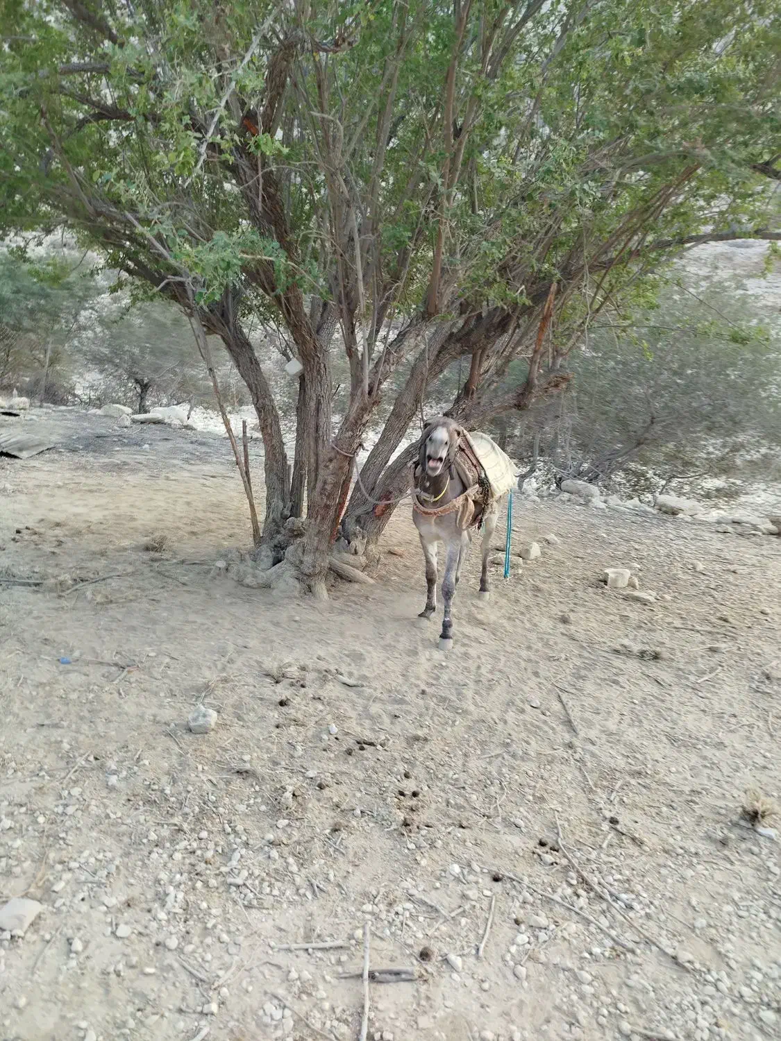 خر خوب فروشی|حیوانات مزرعه|سیراف, |دیوار