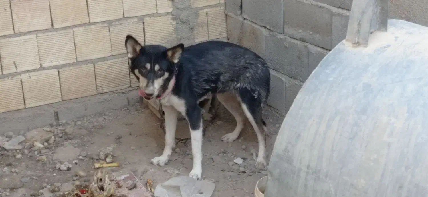 سگ ژرمن هاسکی نر و ماده|سگ|مبارکه, |دیوار