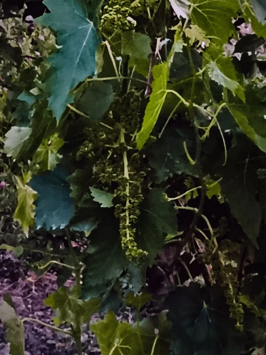 فروش باغچه درعربلوی دره|فروش زمین و ملک کلنگی|نوشین شهر, |دیوار