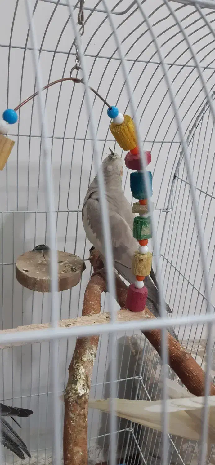 تعدادی عروس هلندی|پرنده|الیگودرز, |دیوار