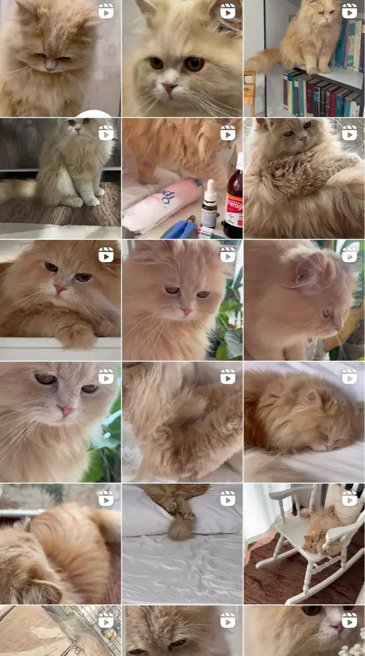 پرشین دال فیس|گربه|ابهر, |دیوار