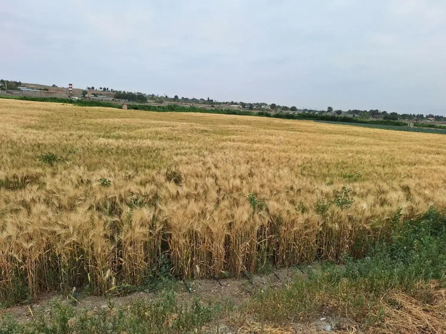 زمین کشاورزی یک هکتار،سنددار|فروش دفتر صنعتی، کشاورزی، تجاری|محمدشهر, محمدشهر|دیوار