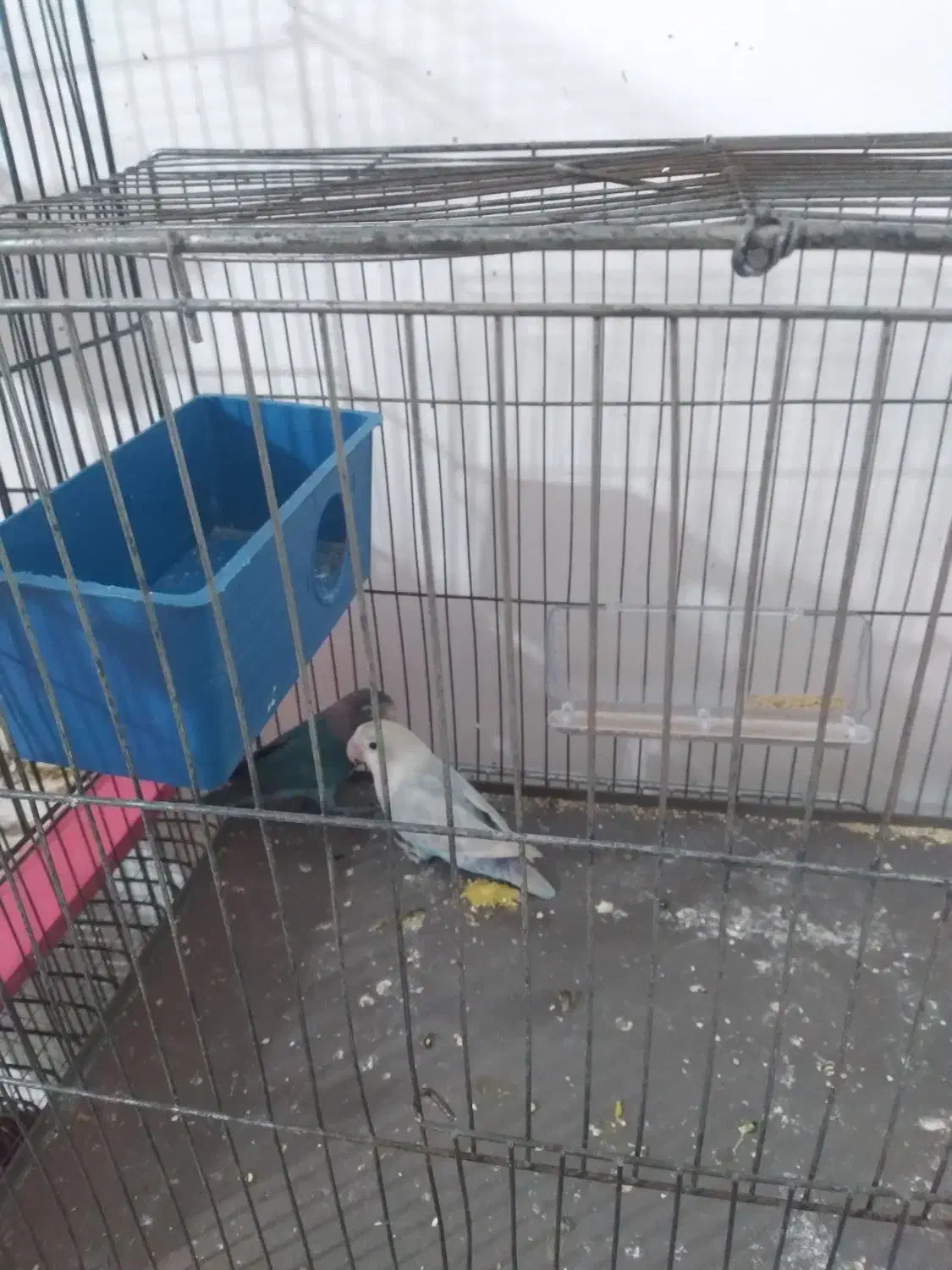 طوطی برزیلی|پرنده|هشتگرد, شهرک ریحانه|دیوار