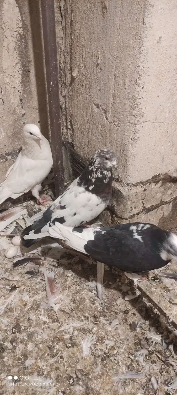 کفتر|پرنده|اندیشه, شهرک مریم|دیوار