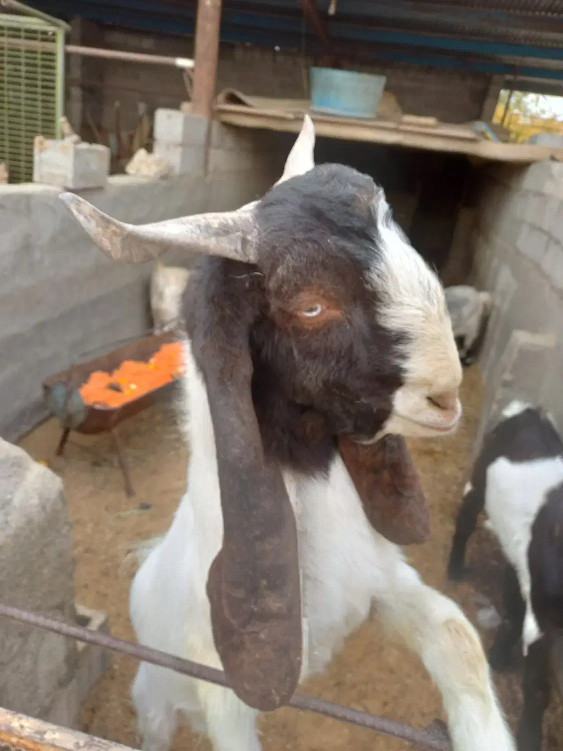 برغاله نر جوان اصیل نژاد  خوب|حیوانات مزرعه|نجف‌آباد, امام خمینی|دیوار