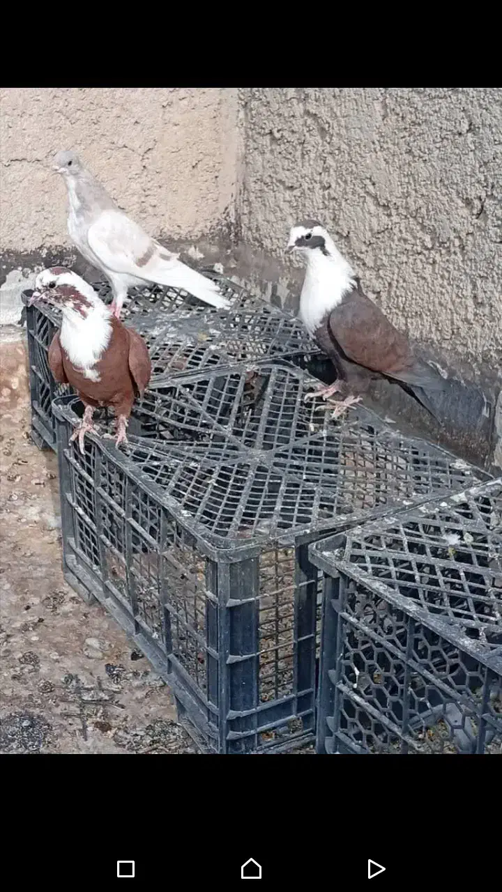 مقلف مخمل بی عیب|پرنده|کازرون, |دیوار