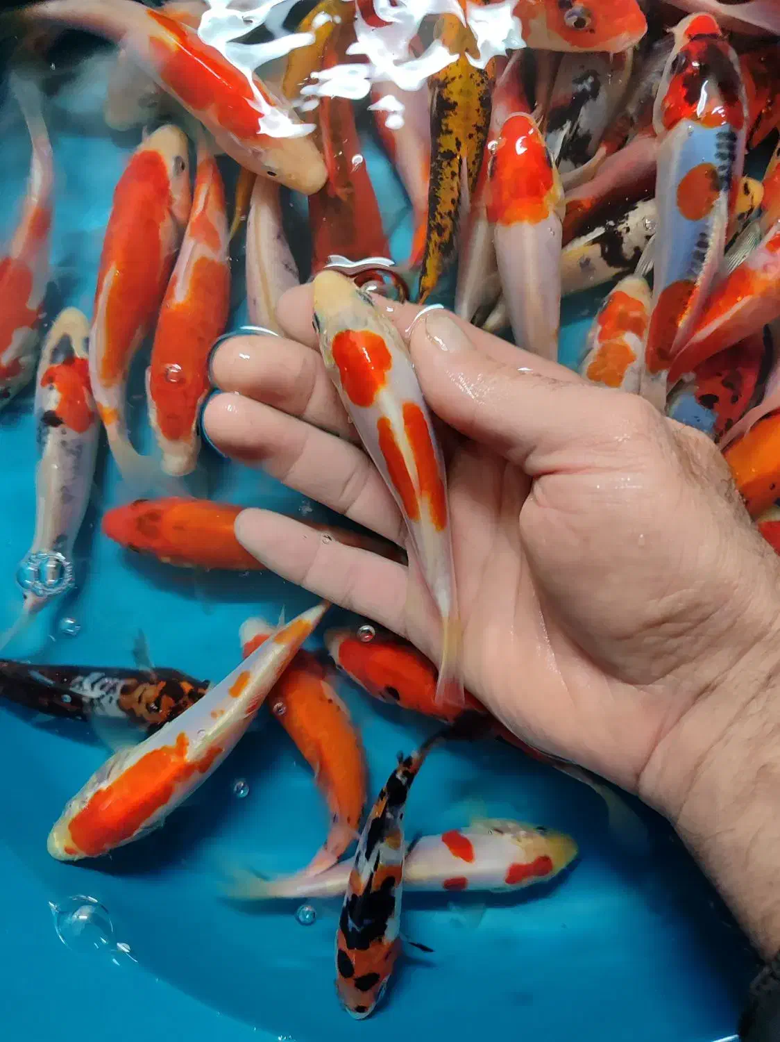 پک ماهی کوی صد در صد نژاد|ماهی|خمینی‌شهر, |دیوار