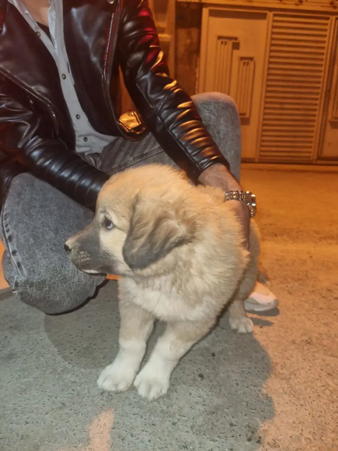 سگ پاکوتاه دستی ۶ماهه|سگ|اصفهان, جلفا|دیوار