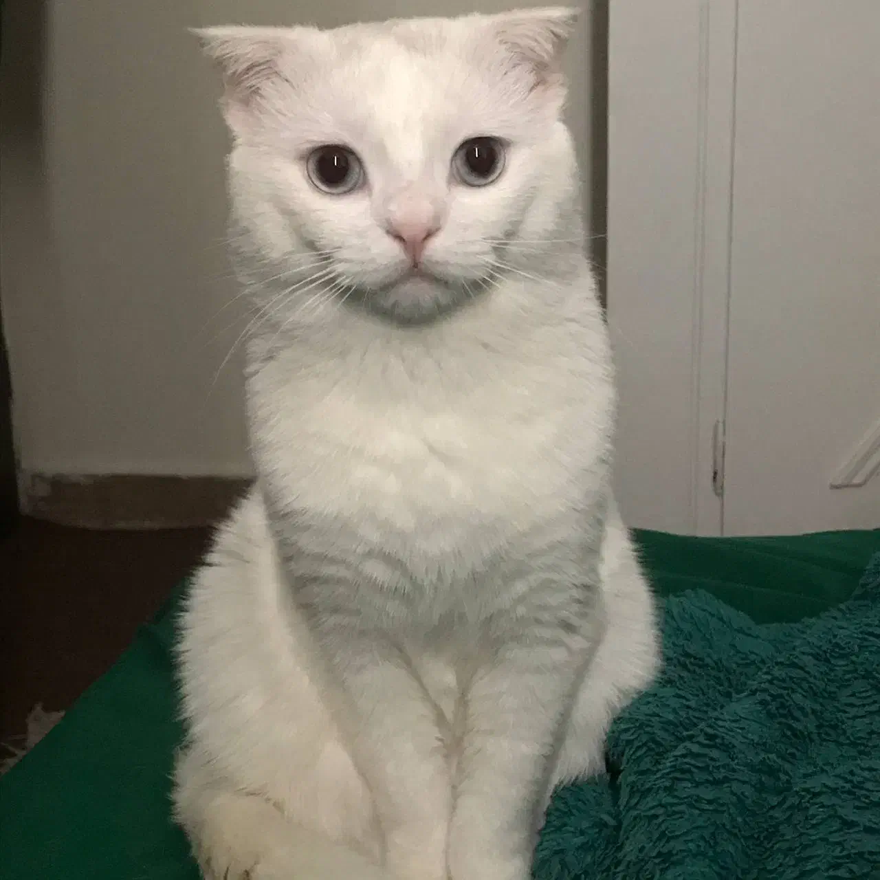 گربه|گربه|تهران, ستارخان|دیوار