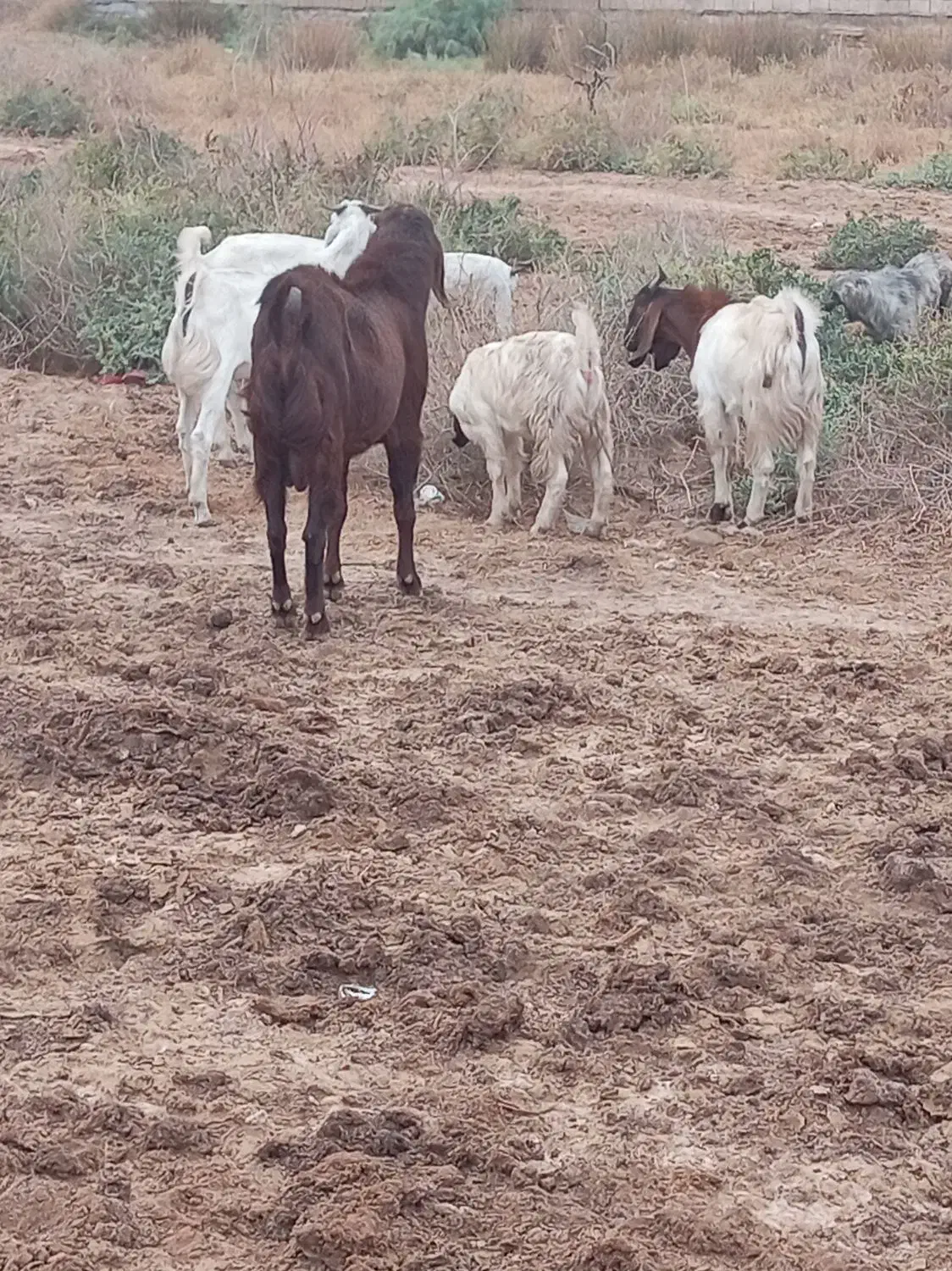 بزهای 50 راس 30 راس نر درجه یک|حیوانات مزرعه|خرمشهر, |دیوار