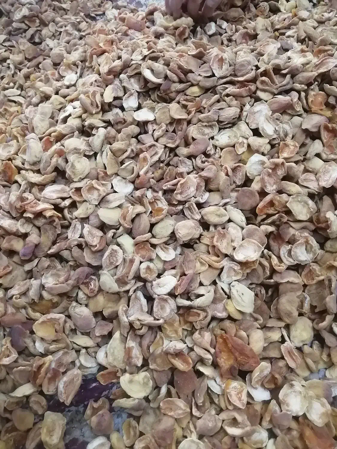 برگه زردآلو|خوردنی و آشامیدنی|یزد, |دیوار
