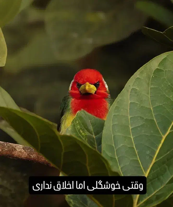 راهنمایی|فعالیت داوطلبانه|قم, بلوار امین و ساحلی|دیوار