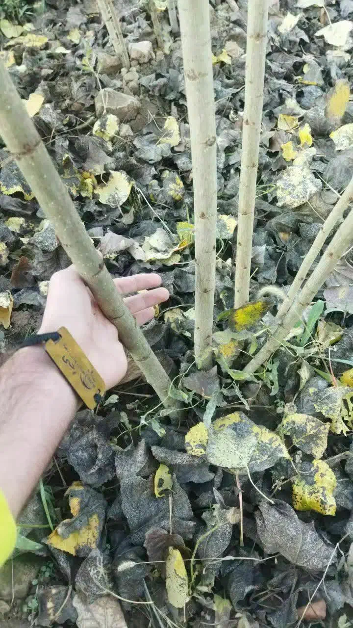 عرضه سپیدار یک و نیم الی دو متری اصلاح شده|خدمات باغبانی و درختکاری|کبودرآهنگ, |دیوار