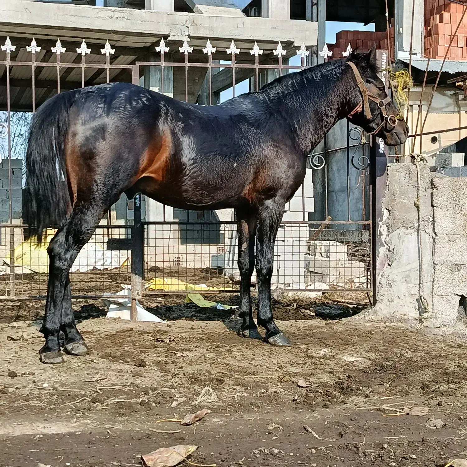 فروش اسب نریان|اسب و تجهیزات اسب‌سواری|اسالم, |دیوار