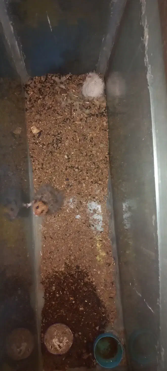 همستر دستی|موش و خرگوش|جهرم, |دیوار