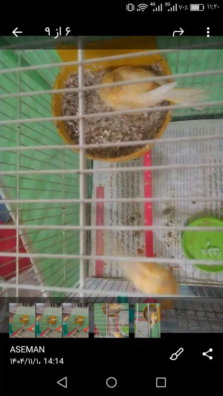 قناری|پرنده|مشهد, کوشش|دیوار