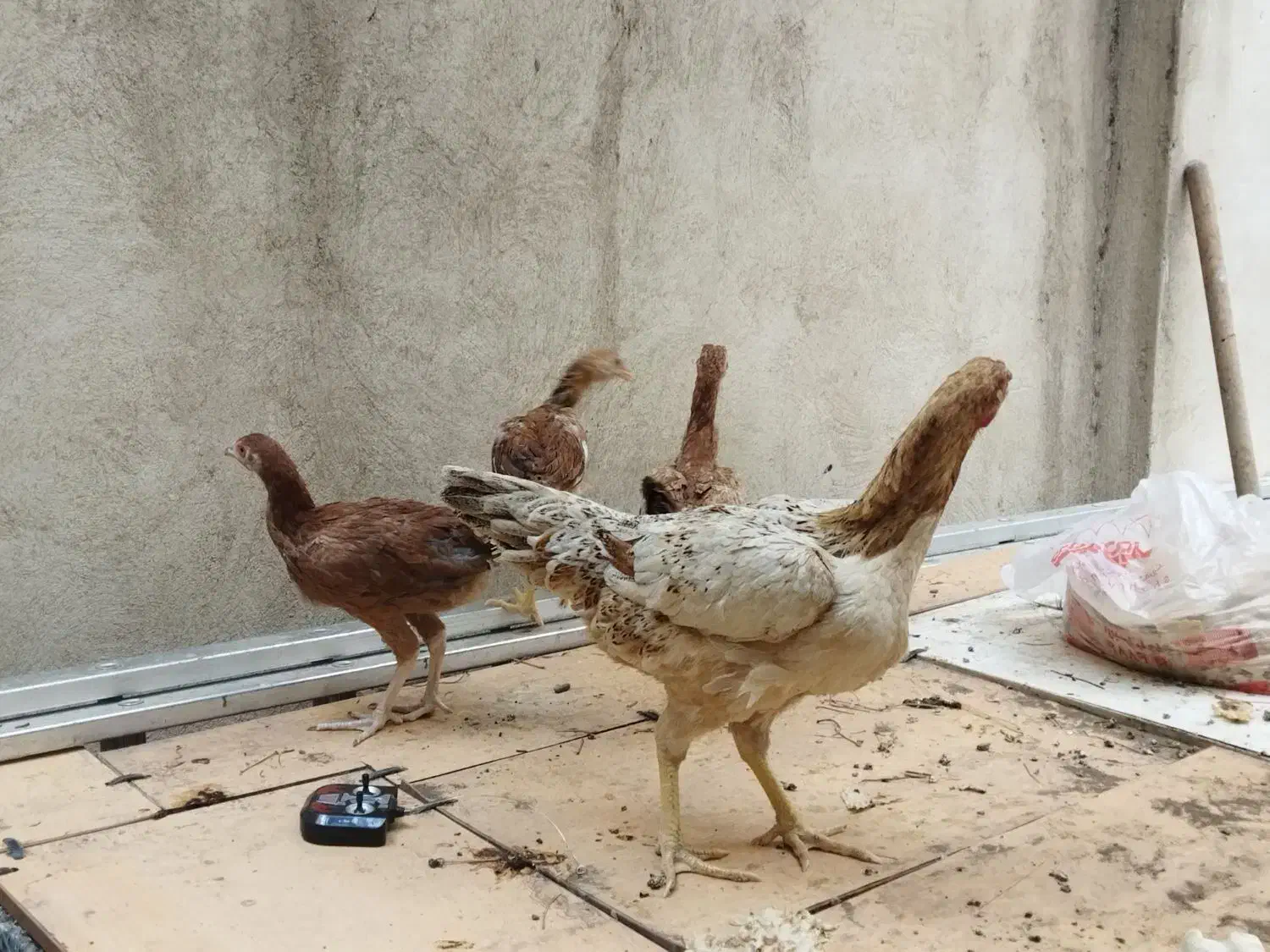 مرغ لاری و جوجه هاش|حیوانات مزرعه|تهران, شارق|دیوار