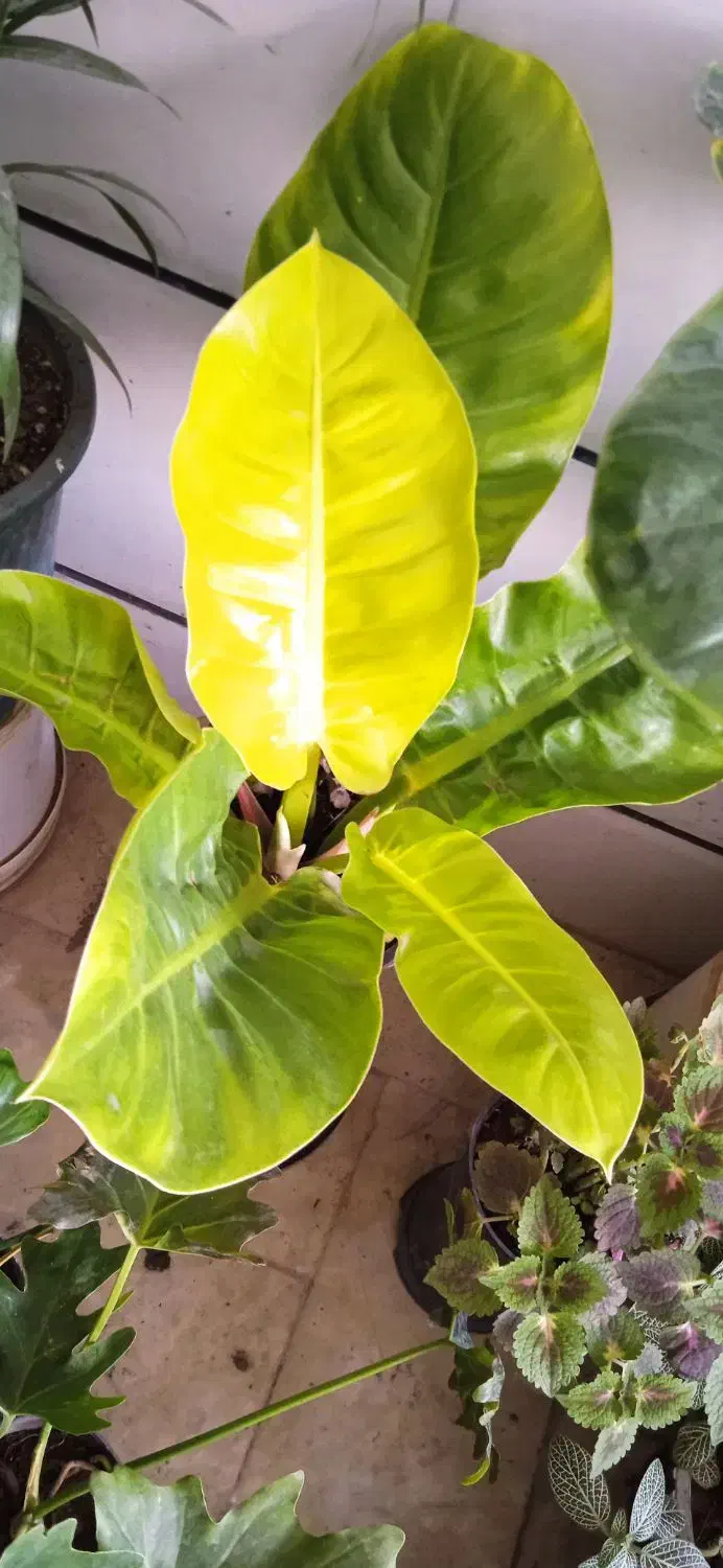 گل کالا|کنسول، بازی ویدئویی و آنلاین|بروجرد, |دیوار