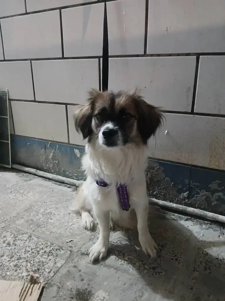 یه سگ ماده واسه فروش دارم|سگ|شادگان, |دیوار