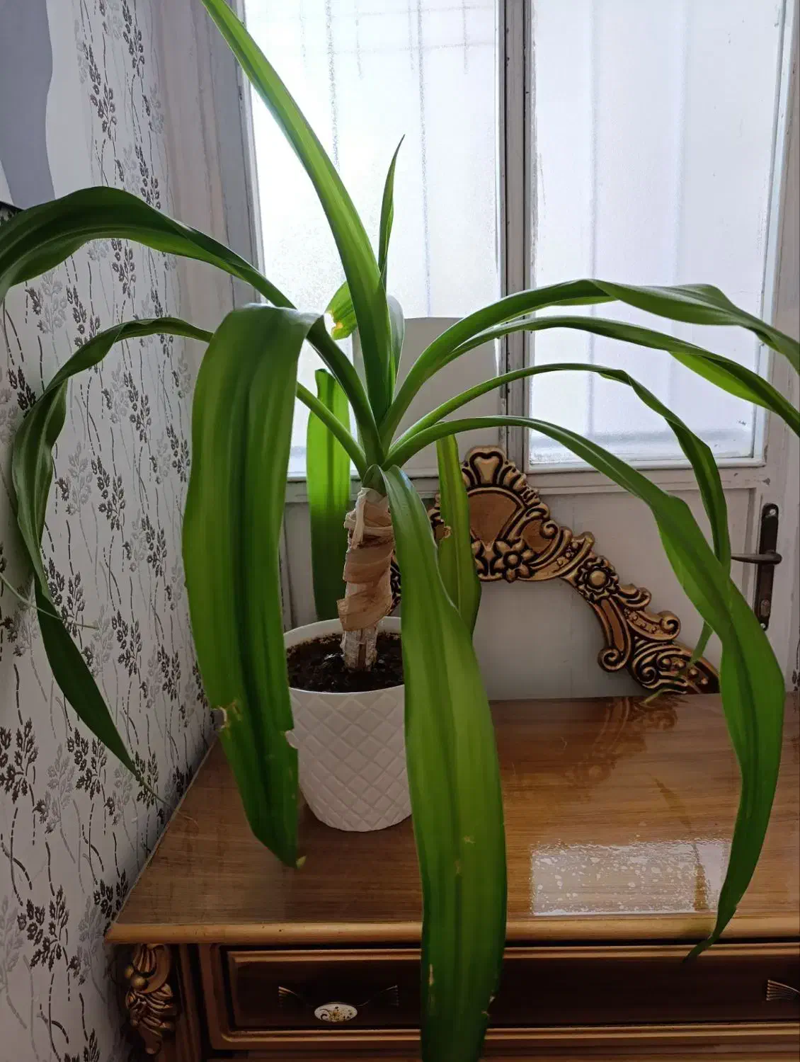 گل های شاداب|گل و گیاه طبیعی|مرند, |دیوار