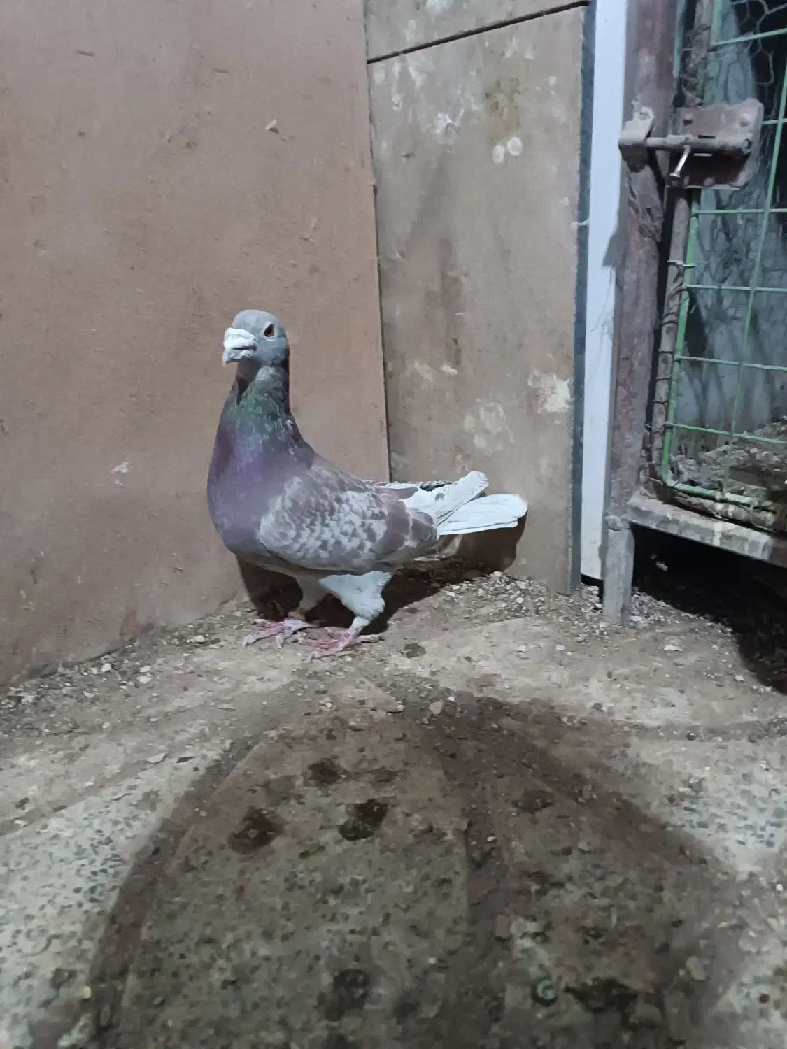 باسلام دوتا مجسمه کبوتر بفروش میرسد|مجسمه، تندیس، ماکت|بیرجند, |دیوار